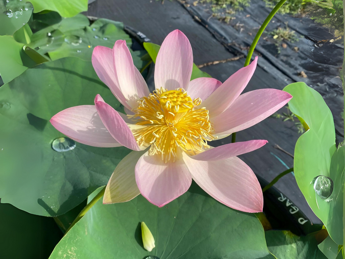 5+ Rare Seeds| Pink Parfait Lotus Seeds - Indian Lotus (Nelumbo nucifera) Seeds #Q056