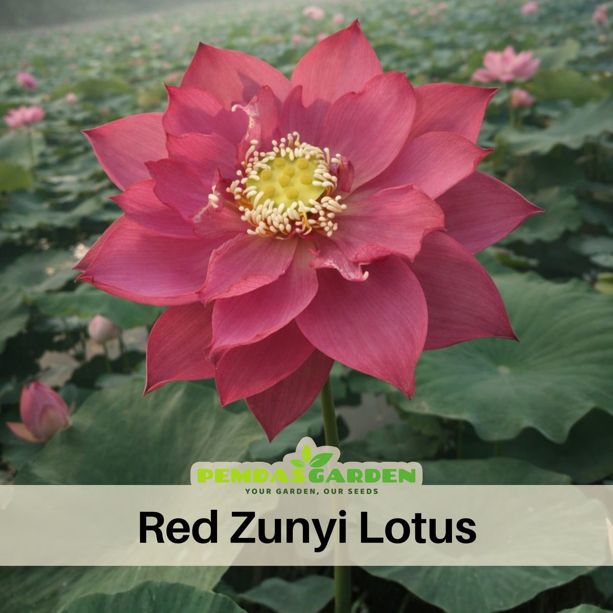 5+ Rare Seeds - Zunyi Lotus Seeds, Water Plant Seeds