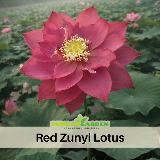5+ Rare Seeds - Zunyi Lotus Seeds, Water Plant Seeds