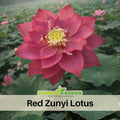 5+ Rare Seeds| Zunyi Lotus Seeds - Indian Lotus (Nelumbo nucifera) Seeds- Water Plant Seeds- Bean of India- Egyptian Lotus - Aquatic perennial- Fragrant flowers - Ornamental Pond & Container Plant #Q057