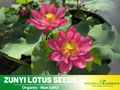 5+ Rare Seeds| Zunyi Lotus Seeds - Indian Lotus (Nelumbo nucifera) Seeds- Water Plant Seeds- Bean of India- Egyptian Lotus - Aquatic perennial- Fragrant flowers - Ornamental Pond & Container Plant #Q057