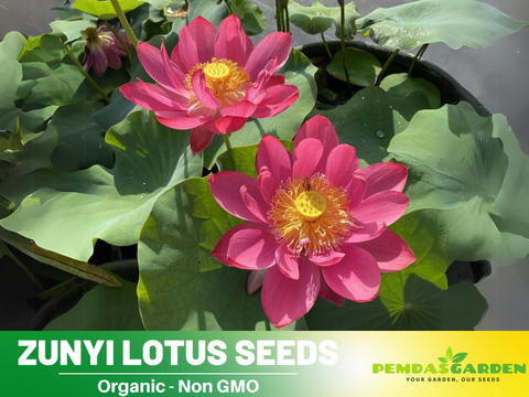 indian plants and seeds 5+ Rare Seeds| Zunyi Lotus Seeds