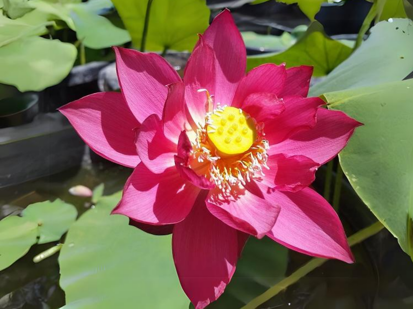 lotus seeds plant 5+ Rare Seeds| Zunyi Lotus Seeds
