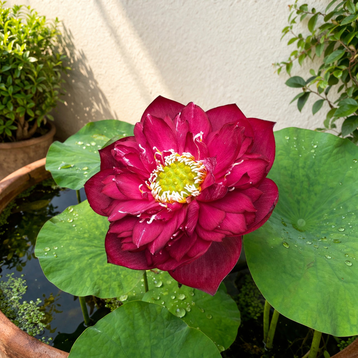 5+ Rare Seeds - Zunyi Lotus Seeds, Water Plant Seeds