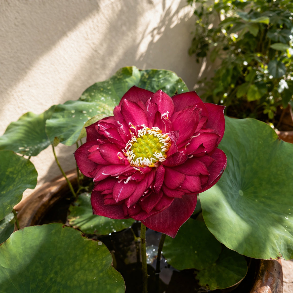 5+ Rare Seeds - Zunyi Lotus Seeds, Water Plant Seeds