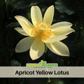 5+ Rare Seeds| Apricot Yellow Lotus Seeds - Indian Lotus (Nelumbo nucifera) Seeds– Indian Lotus (Nelumbo nucifera), Sacred Aquatic Perennial with Fragrant Flowers, Edible Seeds & Roots, Ornamental Pond & Container Plant #Q058