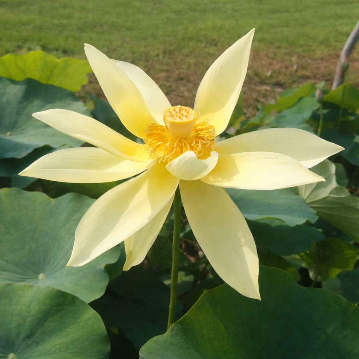 5+ Rare Seeds - Apricot Yellow Lotus Seeds, Edible Seeds & Roots