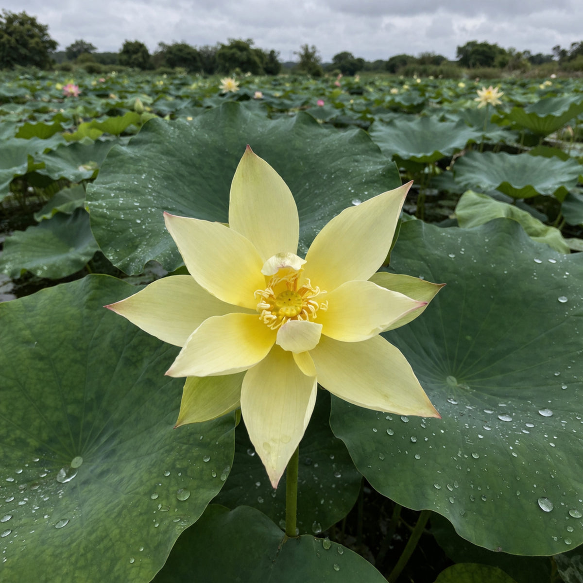 5+ Rare Seeds - Apricot Yellow Lotus Seeds, Edible Seeds & Roots