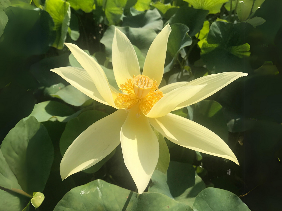 5+ Rare Seeds| Apricot Yellow Lotus Seeds - Indian Lotus (Nelumbo nucifera) Seeds #Q058