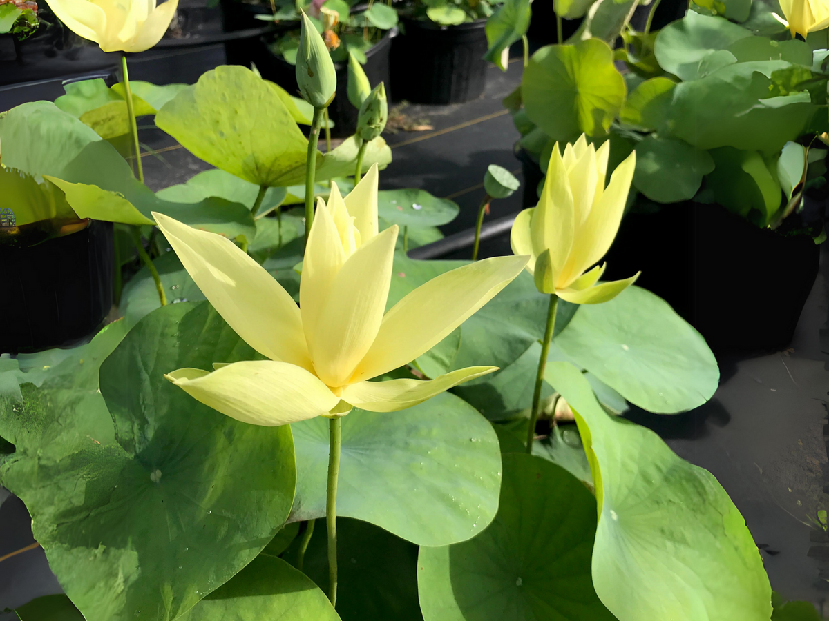 5+ Rare Seeds| Apricot Yellow Lotus Seeds - Indian Lotus (Nelumbo nucifera) Seeds #Q058