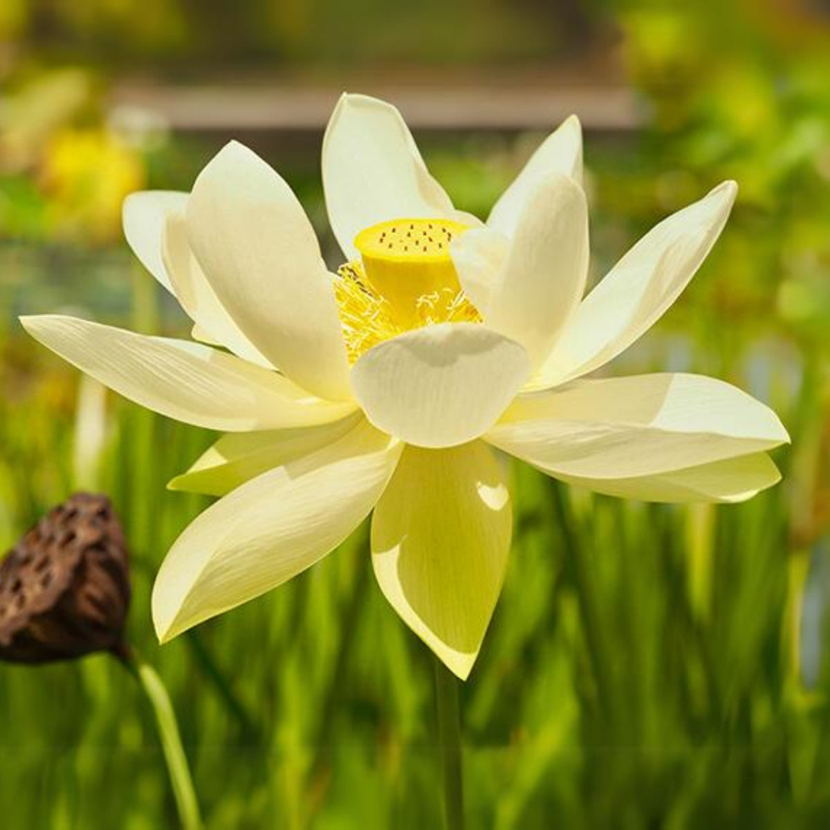 5+ Rare Seeds - Apricot Yellow Lotus Seeds, Edible Seeds & Roots