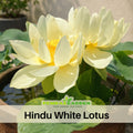 5+ Rare Seeds| Hindu White Lotus Seeds  – Sacred Indian Lotus (Nelumbo nucifera), Aquatic Perennial Water Plant, Fragrant Blooms, Edible Roots & Seeds, Egyptian Lotus, Ornamental Pond & Container Gardening#Q059