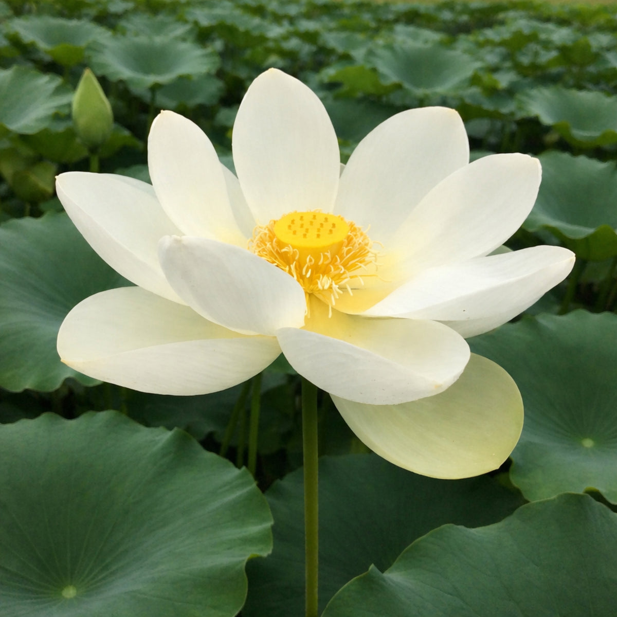 5+ Rare Seeds - Hindu White Lotus Seeds, Aquatic Perennial Water Plant