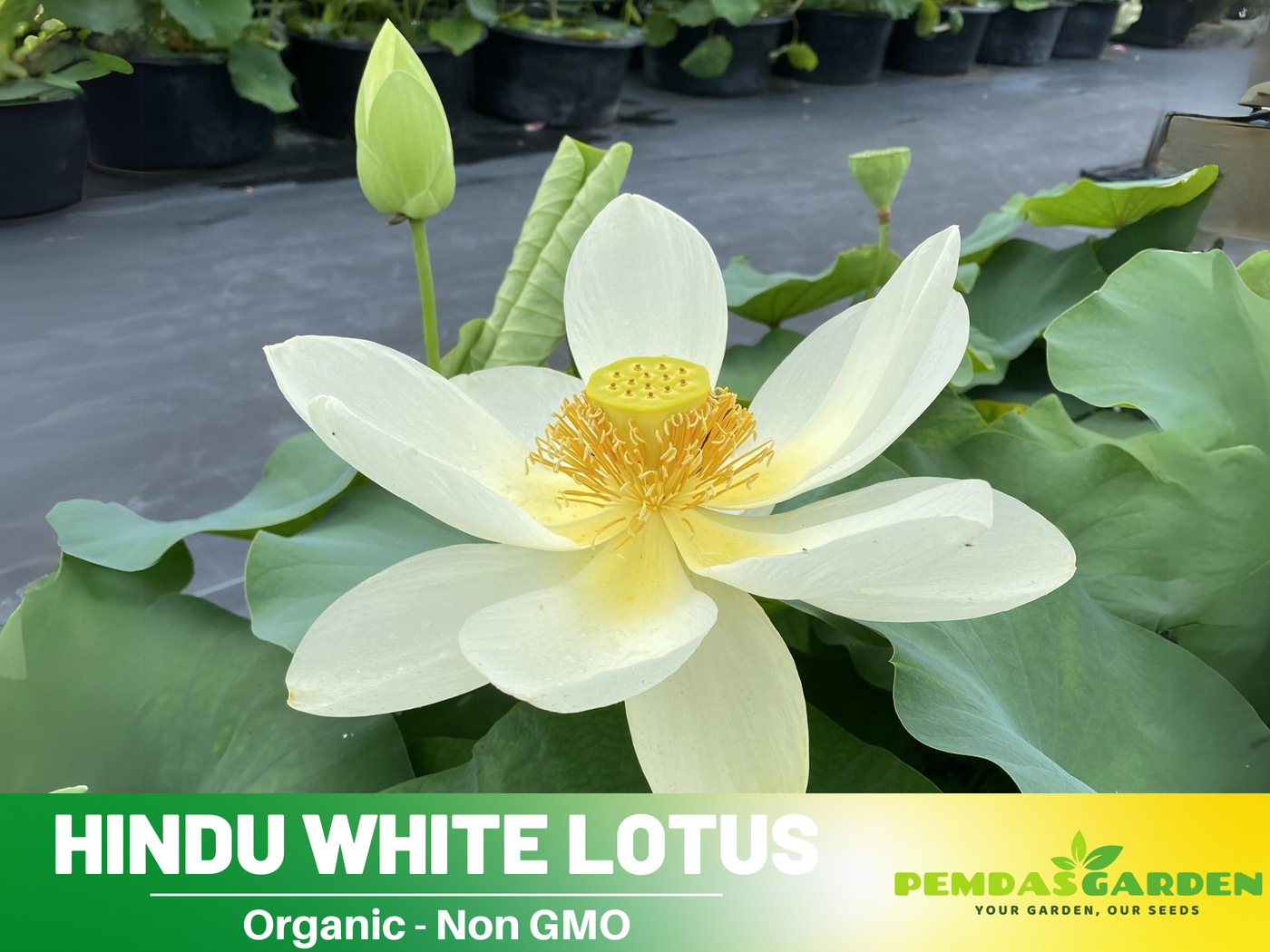 lotus flower from seed 5+ Rare Seeds| Hindu White Lotus Seeds – Sacred Indian Lotus (Nelumbo – PEMDASGARDEN