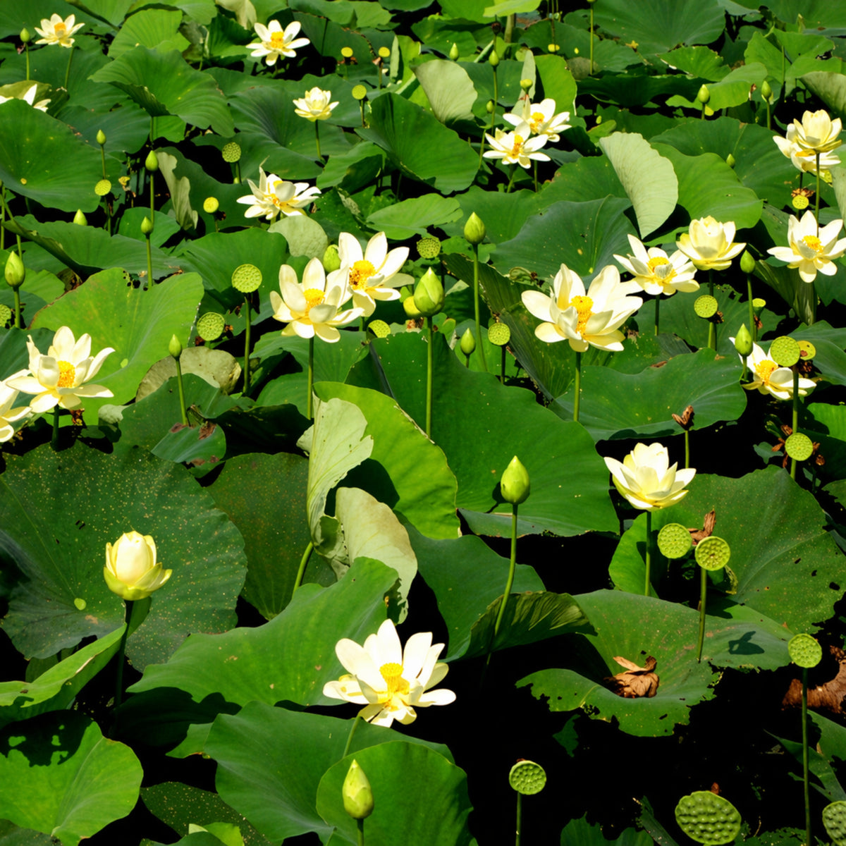 5+ Rare Seeds - Hindu White Lotus Seeds, Aquatic Perennial Water Plant