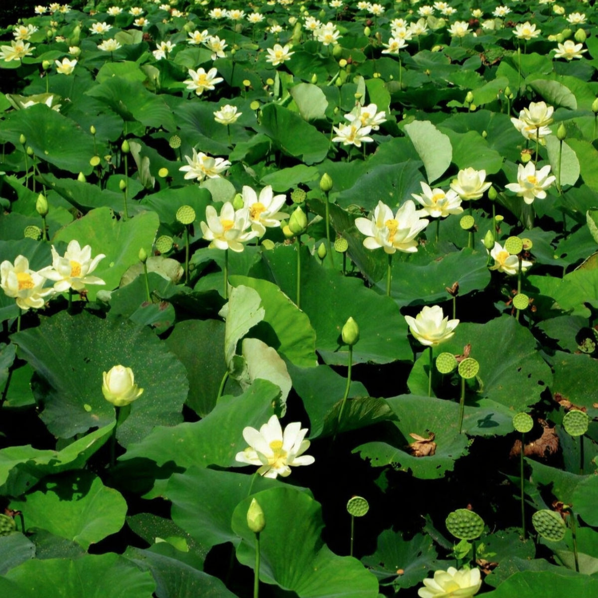 5+ Rare Seeds - Hindu White Lotus Seeds, Aquatic Perennial Water Plant