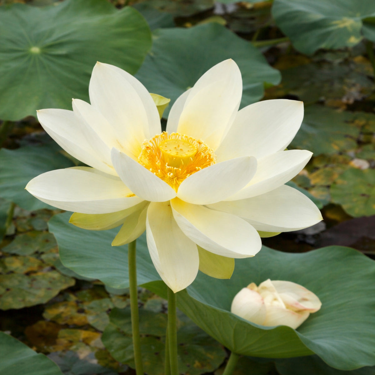 5+ Rare Seeds - Hindu White Lotus Seeds, Aquatic Perennial Water Plant
