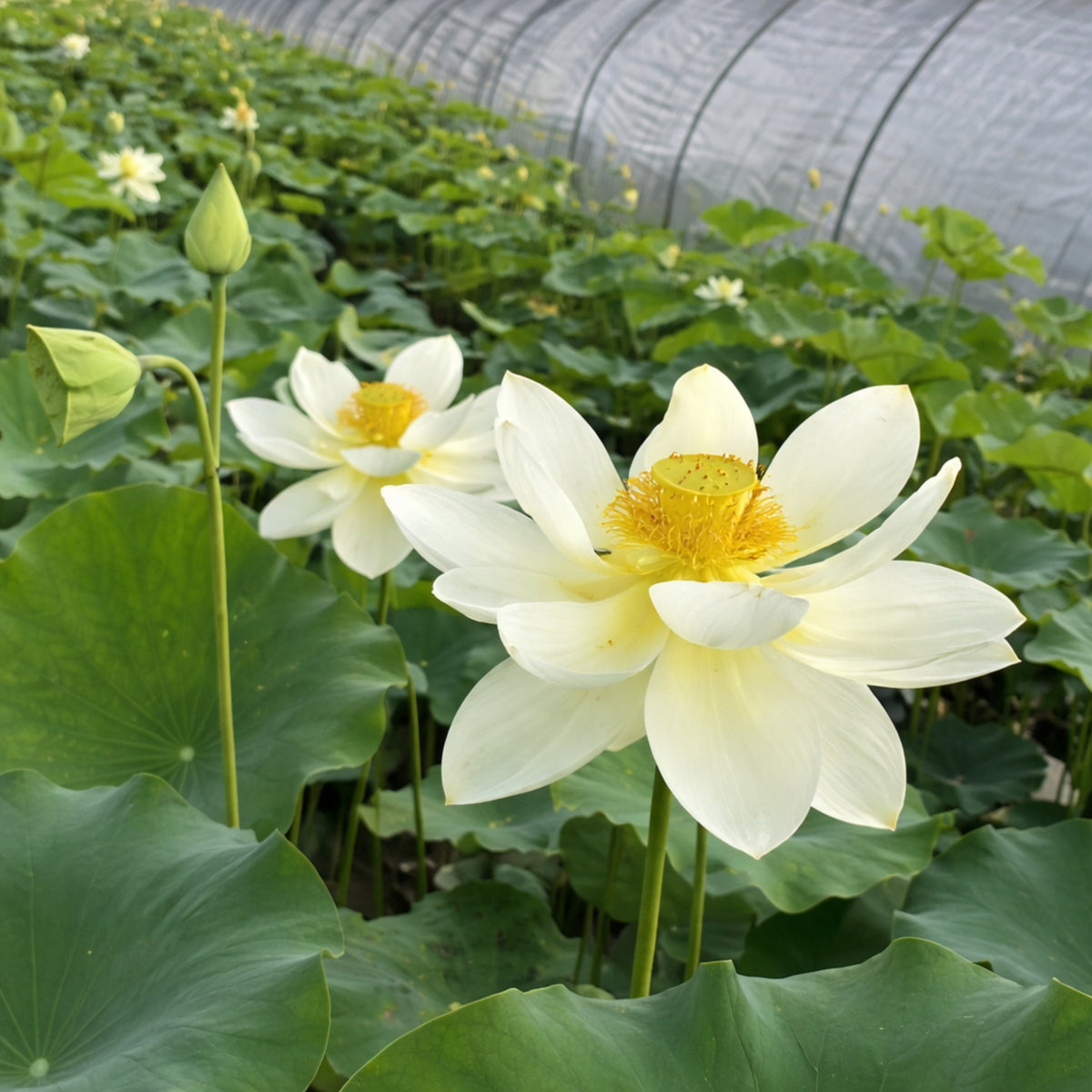 5+ Rare Seeds - Hindu White Lotus Seeds, Aquatic Perennial Water Plant