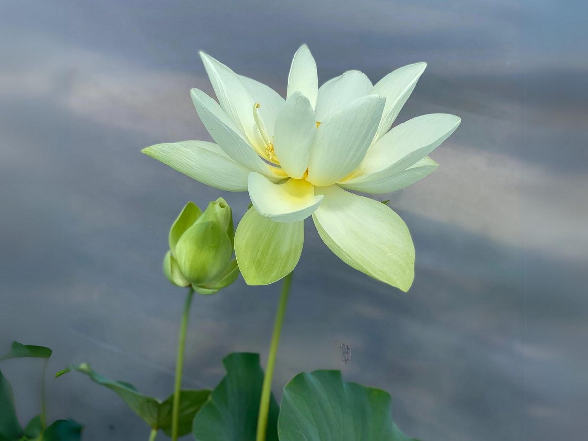 5+ Rare Seeds| Hindu White Lotus Seeds - Indian Lotus (Nelumbo nucifera) Seeds #Q059