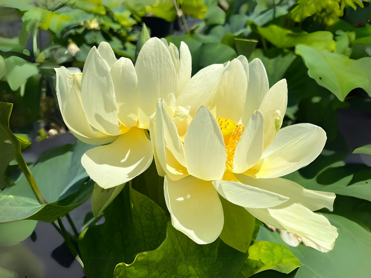 5+ Rare Seeds| Hindu White Lotus Seeds - Indian Lotus (Nelumbo nucifera) Seeds #Q059