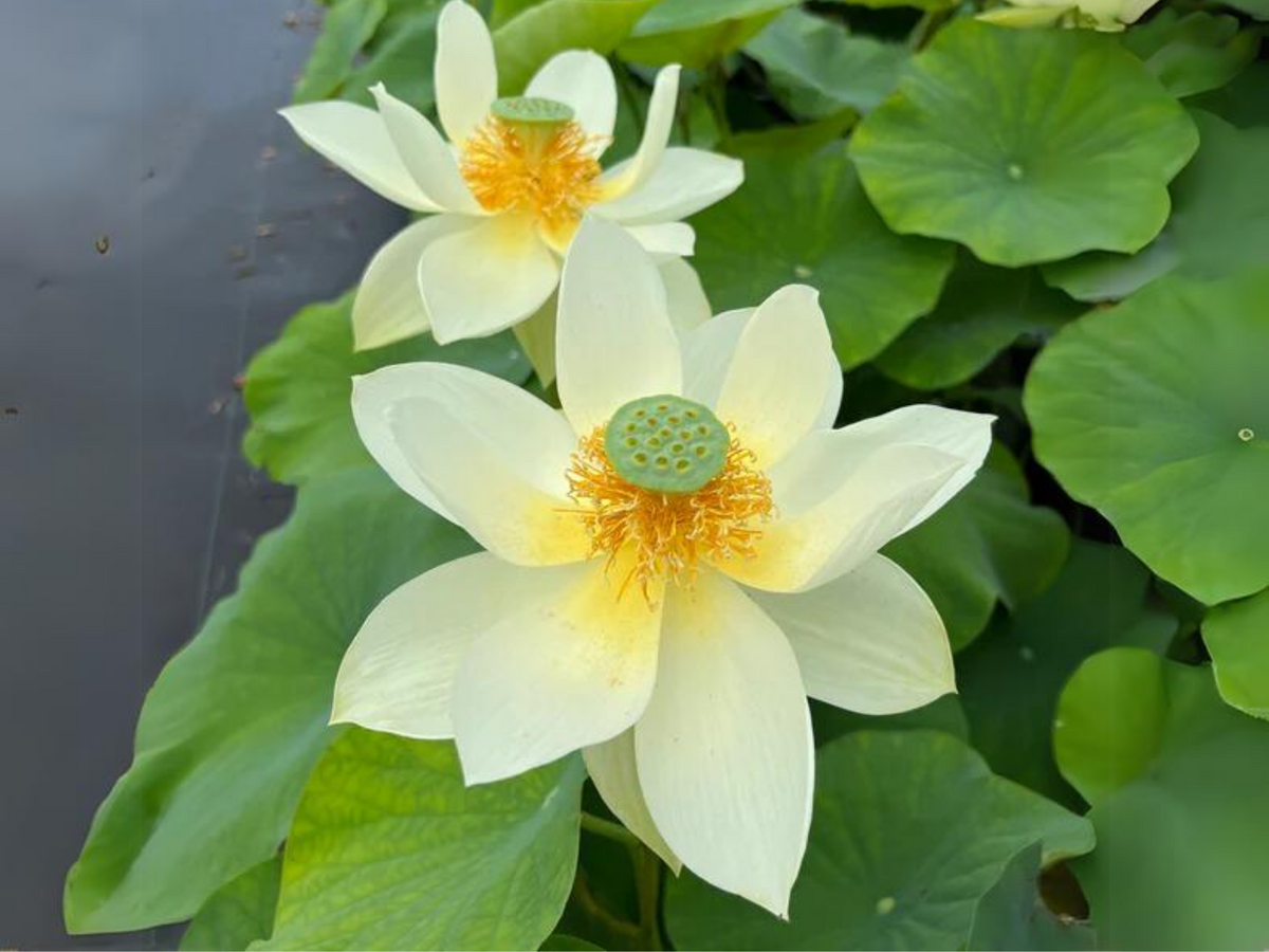 5+ Rare Seeds| Hindu White Lotus Seeds - Indian Lotus (Nelumbo nucifera) Seeds #Q059