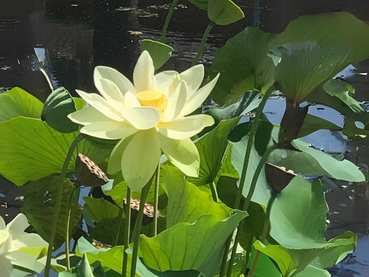 5+ Rare Seeds| Hindu White Lotus Seeds - Indian Lotus (Nelumbo nucifera) Seeds #Q059