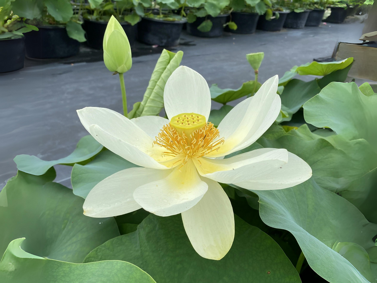 5+ Rare Seeds| Hindu White Lotus Seeds - Indian Lotus (Nelumbo nucifera) Seeds #Q059