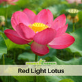 5+ Rare Seeds| Red Light 15 Lotus Seeds - Indian Lotus (Nelumbo nucifera) Seeds - Water Plant Seeds- Bean of India- Egyptian Lotus - Aquatic perennial- Fragrant flowers - Ornamental Pond & Container Plant#Q060
