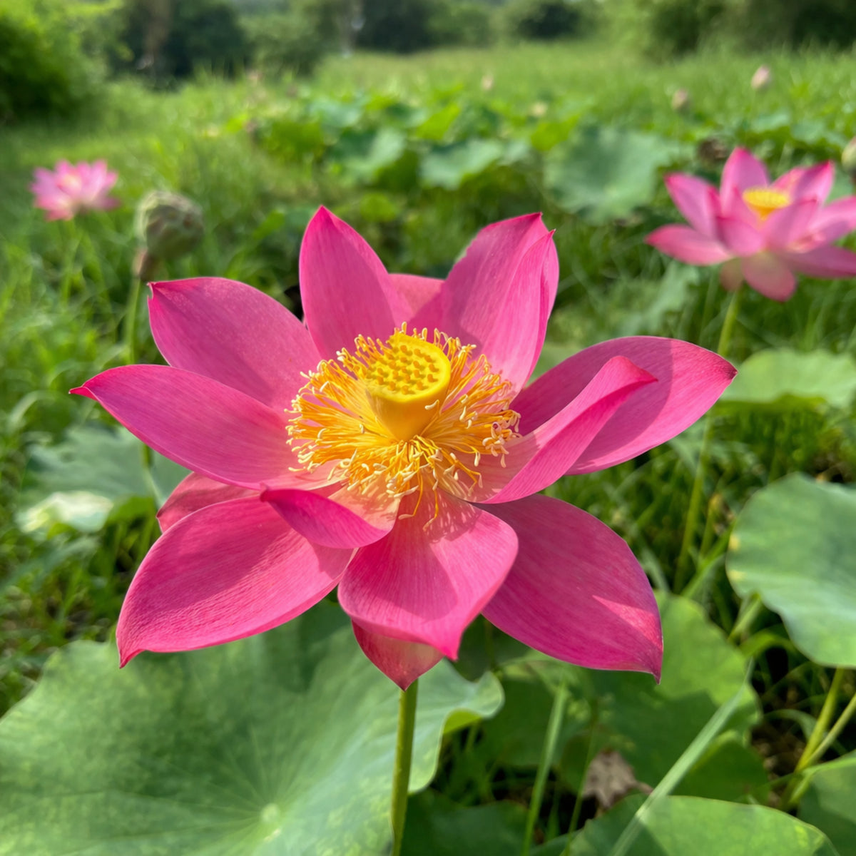 5+ Rare Seeds - Red Light 15 Lotus Seeds, Water Plant Seeds