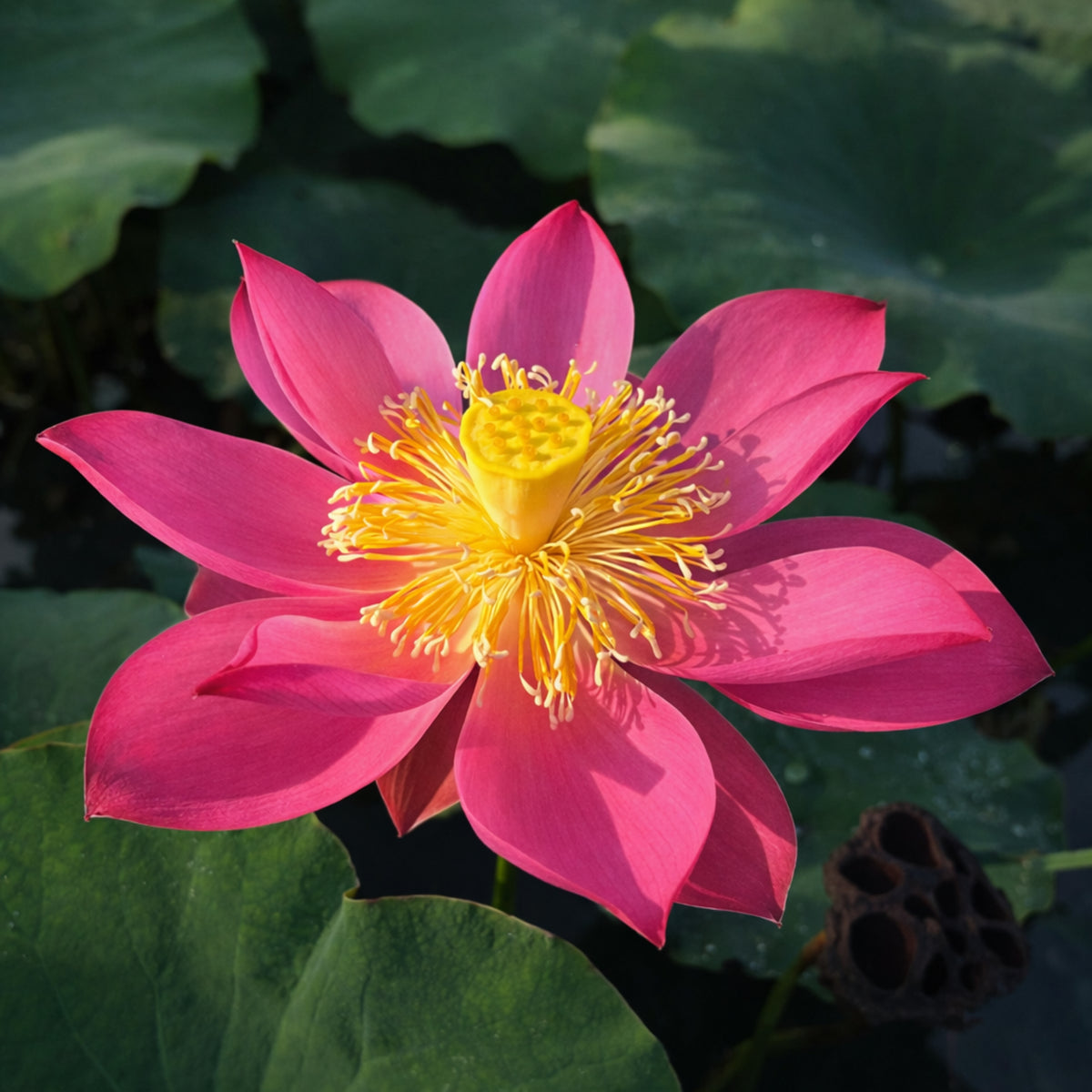 5+ Rare Seeds - Red Light 15 Lotus Seeds, Water Plant Seeds