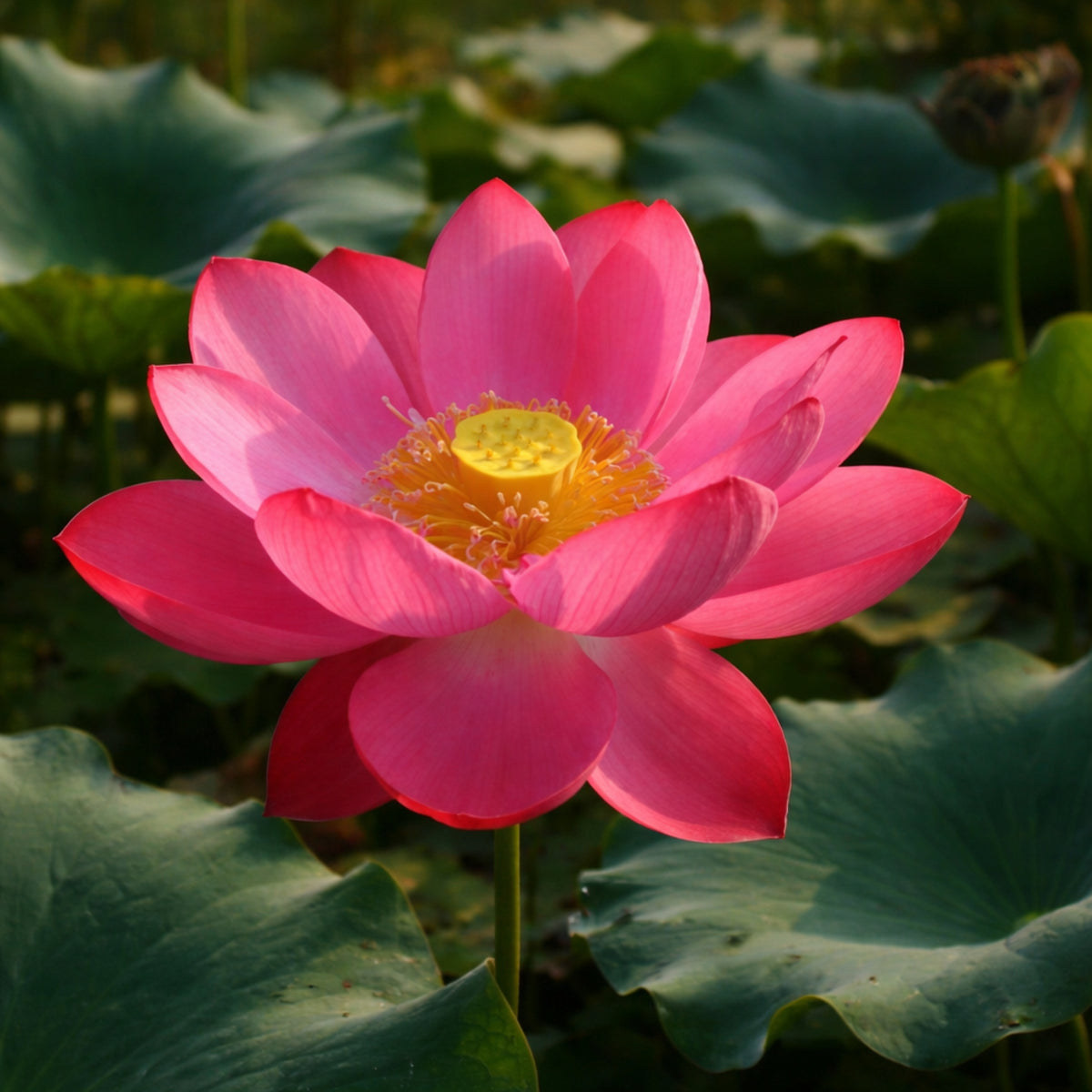 5+ Rare Seeds - Red Light 15 Lotus Seeds, Water Plant Seeds
