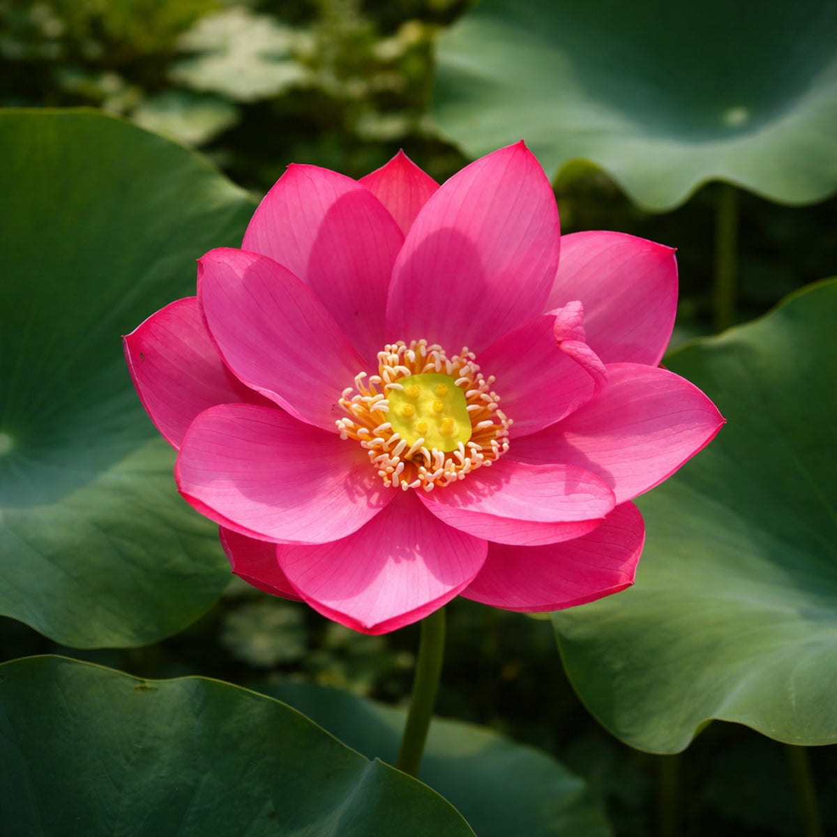 5+ Rare Seeds - Red Light 15 Lotus Seeds, Water Plant Seeds