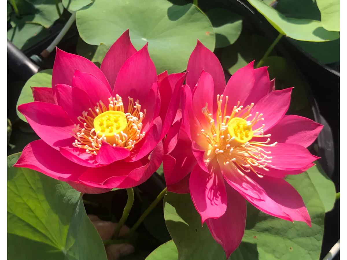 5+ Rare Seeds| Red Light 15 Lotus Seeds - Indian Lotus (Nelumbo nucifera) Seeds #Q060