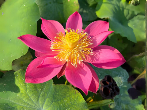 where to buy lotus flower seeds 5+ Rare Seeds| Red Light 15 Lotus Seeds