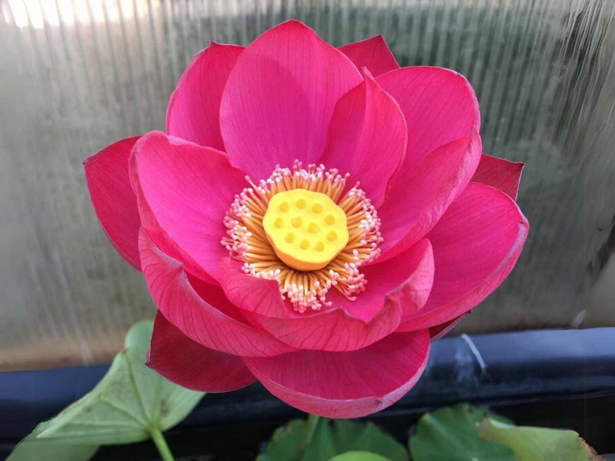 5+ Rare Seeds| Red Light 15 Lotus Seeds - Indian Lotus (Nelumbo nucifera) Seeds #Q060