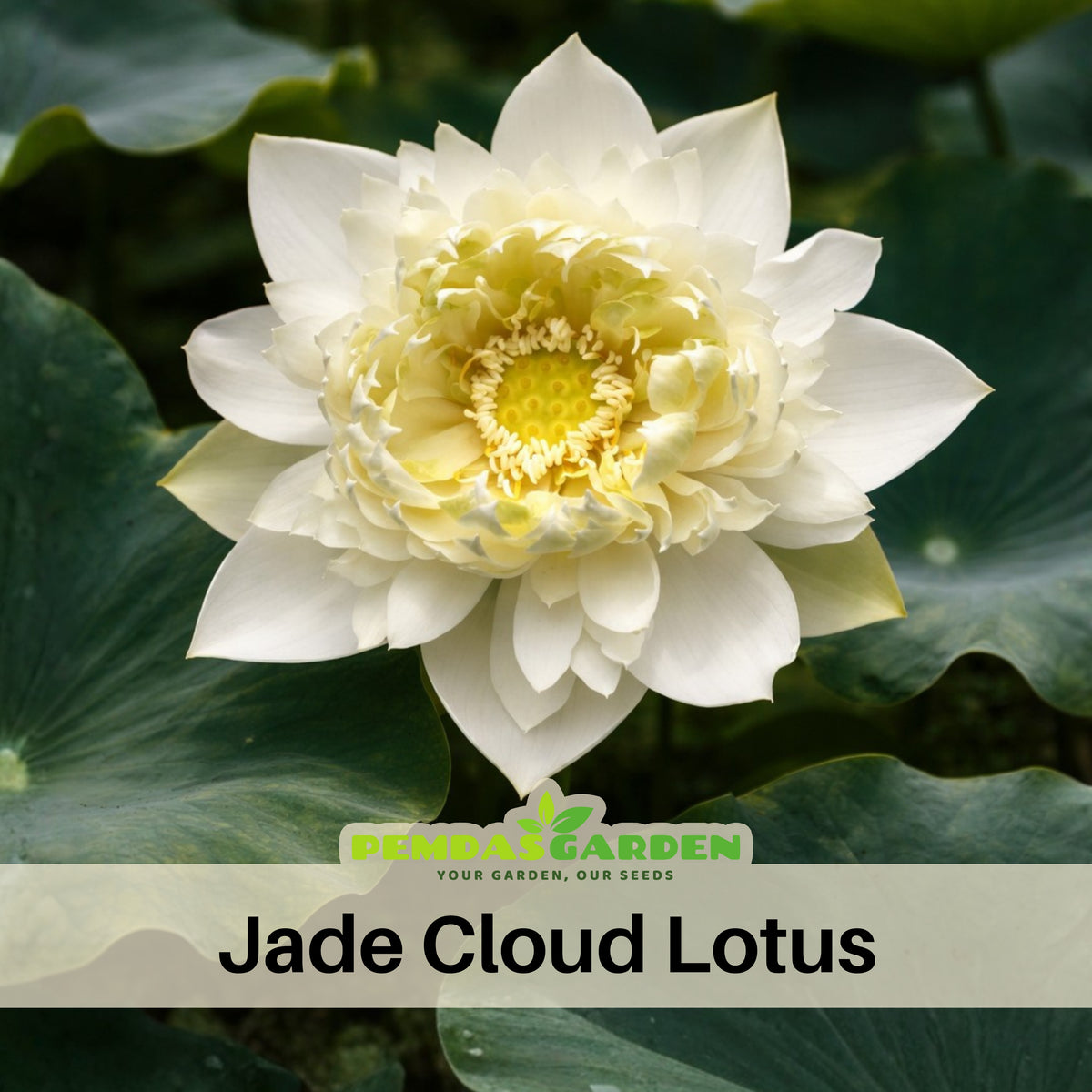 5+ Rare Seeds - Jade Cloud Lotus Seeds, Edible Seeds & Roots