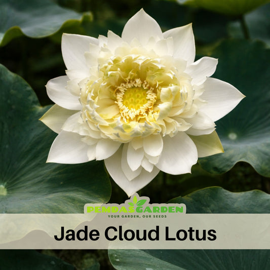 5+ Rare Seeds - Jade Cloud Lotus Seeds, Edible Seeds & Roots