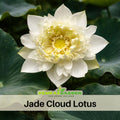 5+ Rare Seeds| Jade Cloud Lotus Seeds - Indian Lotus (Nelumbo nucifera) Seeds - Aquatic Perennial Water Plant with Fragrant Flowers, Edible Seeds & Roots, Egyptian Lotus, Bean of India, Ornamental Pond & Container Plant#Q061