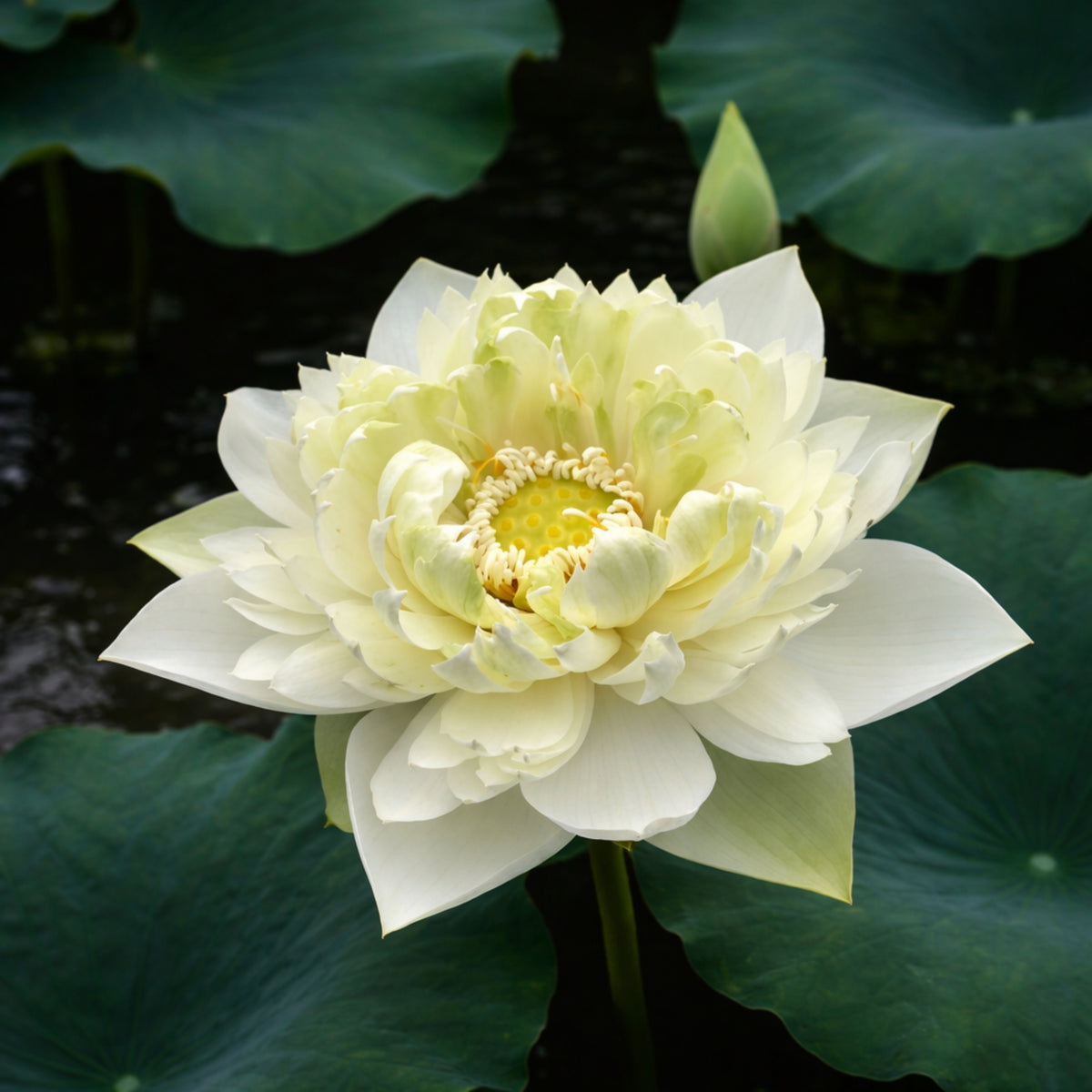 5+ Rare Seeds - Jade Cloud Lotus Seeds, Edible Seeds & Roots