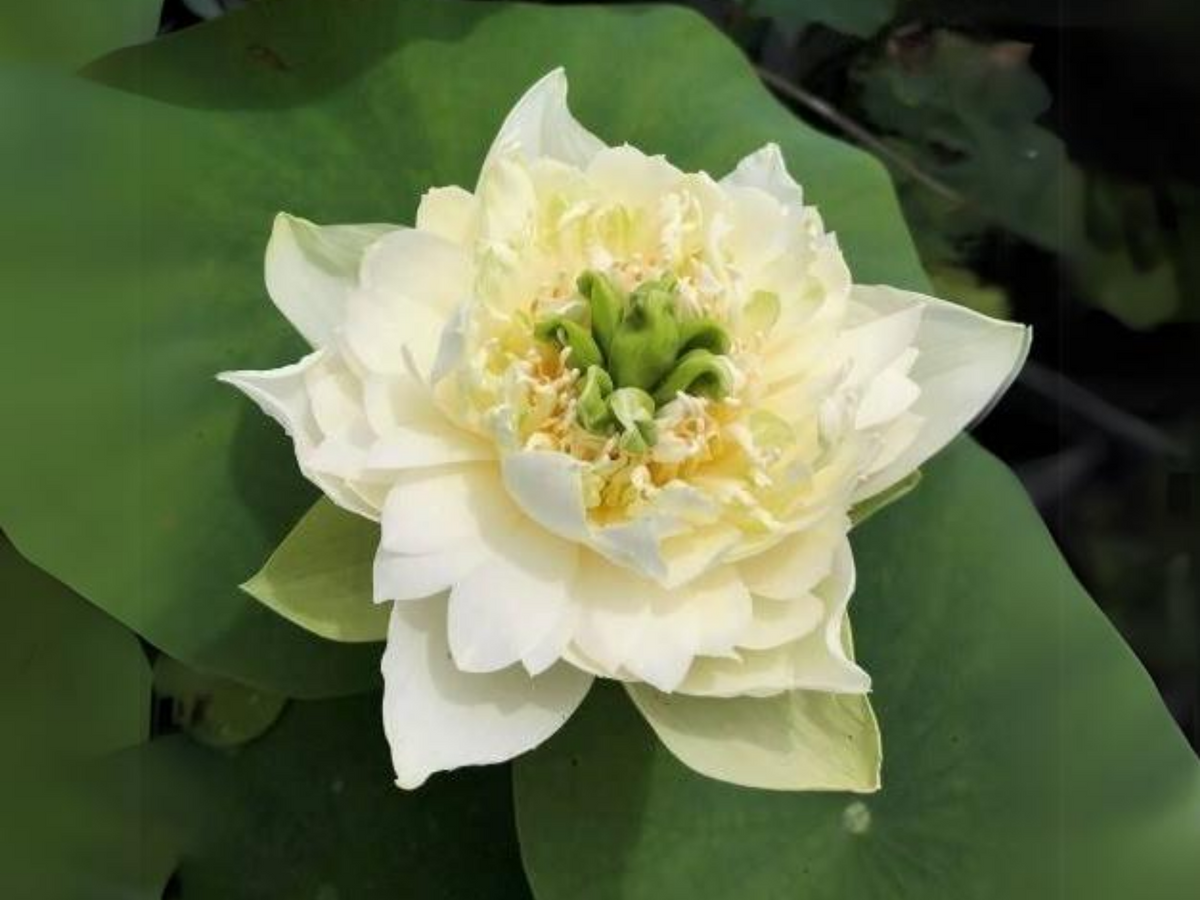 5+ Rare Seeds| Jade Cloud Lotus Seeds - Indian Lotus (Nelumbo nucifera) Seeds #Q061