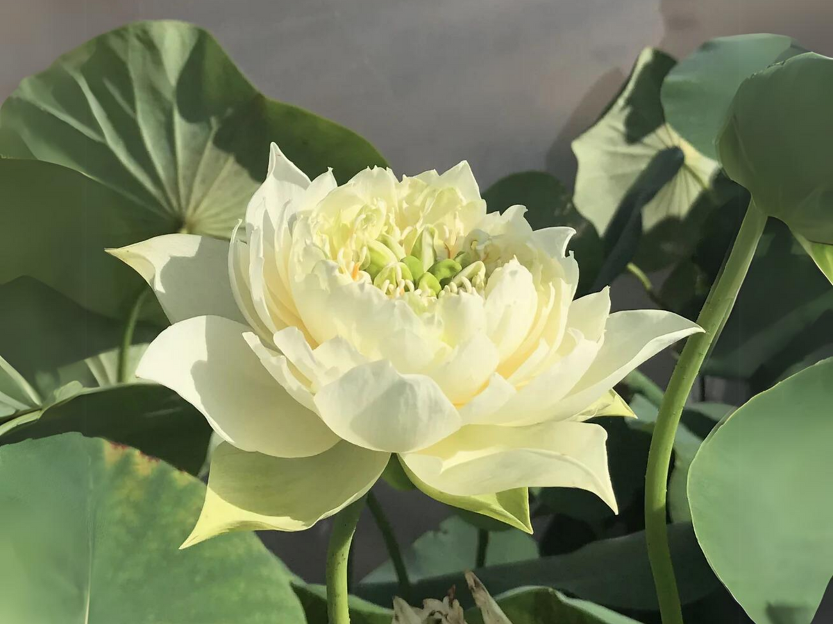 5+ Rare Seeds| Jade Cloud Lotus Seeds - Indian Lotus (Nelumbo nucifera) Seeds #Q061