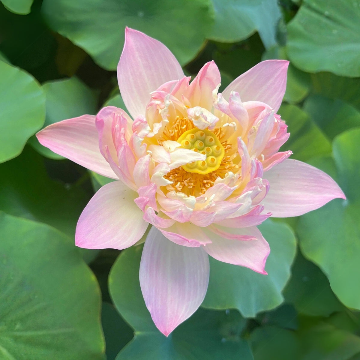 5+ Rare Seeds - Colorful Glow Lotus Seeds, Edible Seeds & Roots