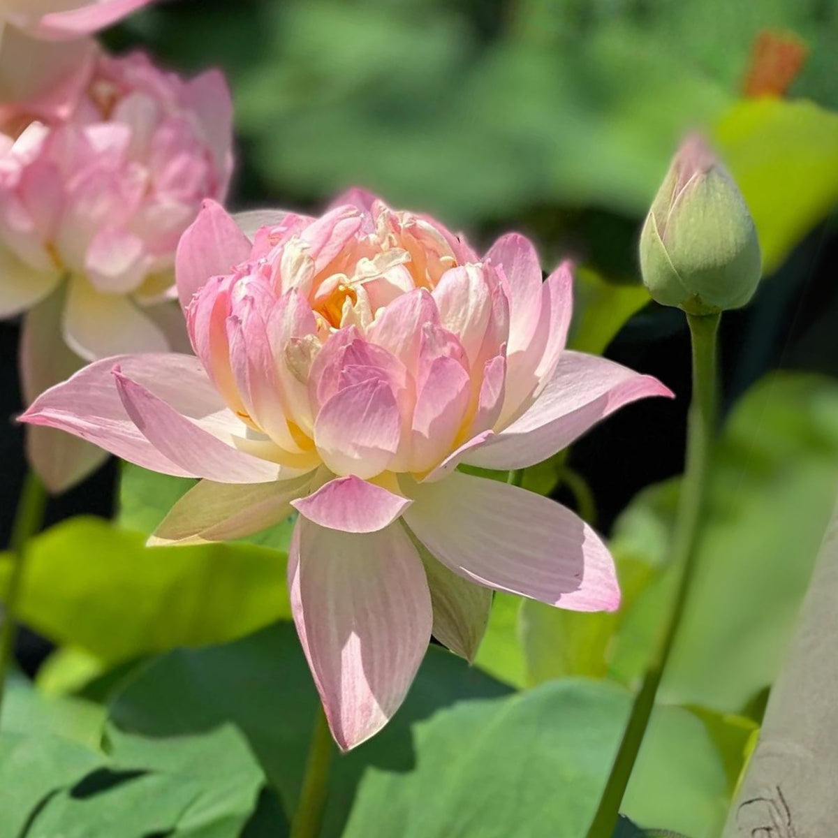5+ Rare Seeds - Colorful Glow Lotus Seeds, Edible Seeds & Roots