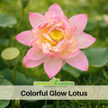 5+ Rare Seeds| Colorful Glow Lotus Seeds - Indian Lotus (Nelumbo nucifera) Seeds– Indian Lotus (Nelumbo nucifera), Sacred Aquatic Perennial with Fragrant Flowers, Edible Seeds & Roots, Ornamental Pond & Container Plant #Q062