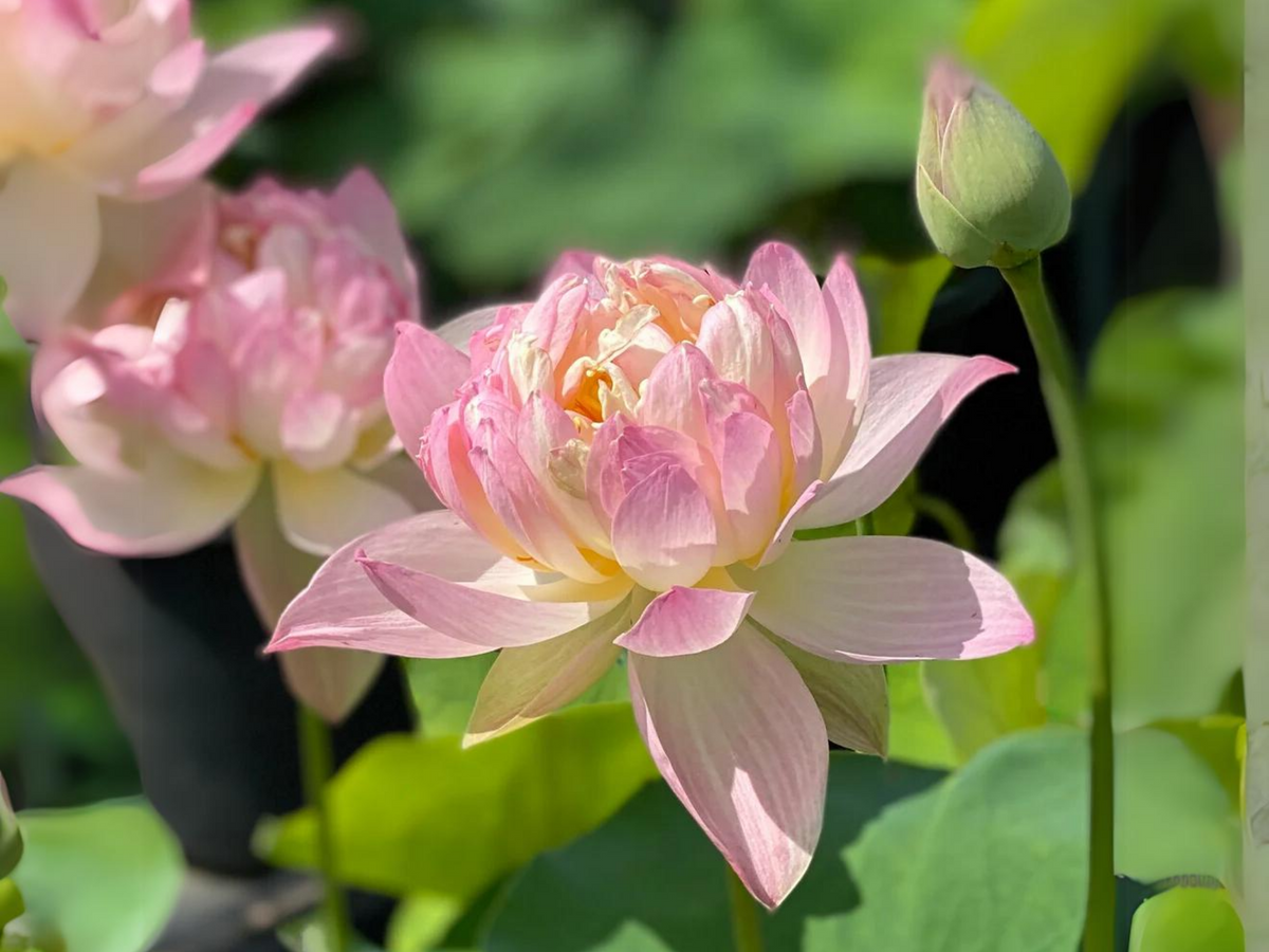 5+ Rare Seeds| Colorful Glow Lotus Seeds - Indian Lotus (Nelumbo nucifera) Seeds #Q062