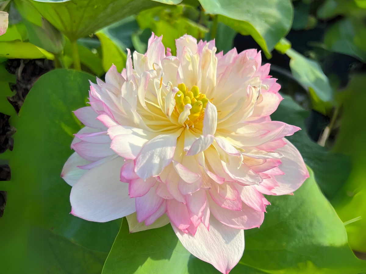 5+ Rare Seeds| Colorful Glow Lotus Seeds - Indian Lotus (Nelumbo nucifera) Seeds #Q062