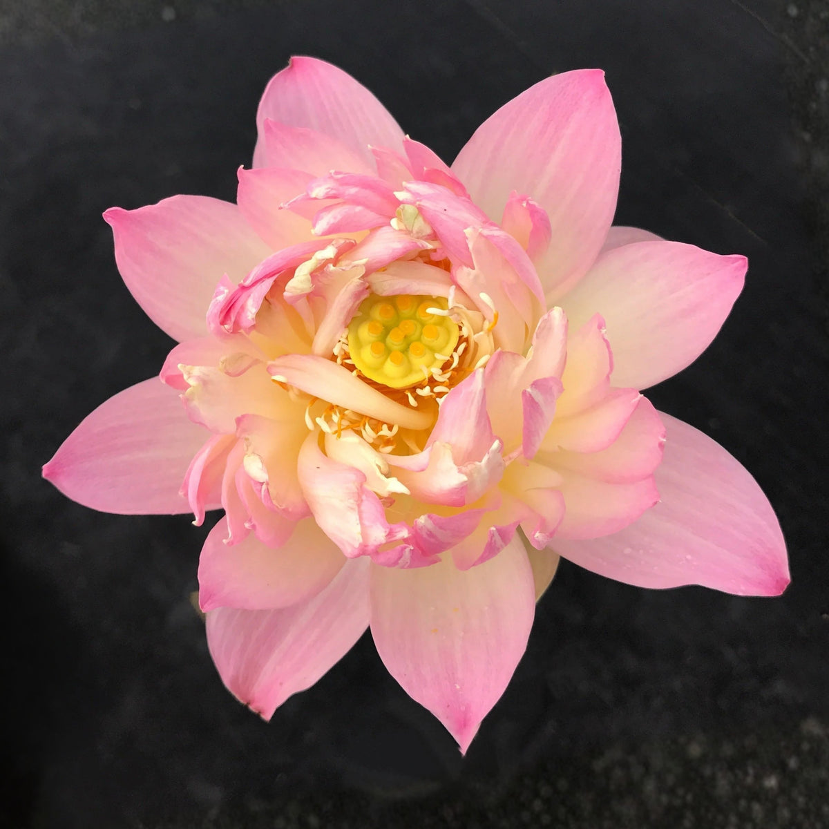 5+ Rare Seeds - Colorful Glow Lotus Seeds, Edible Seeds & Roots
