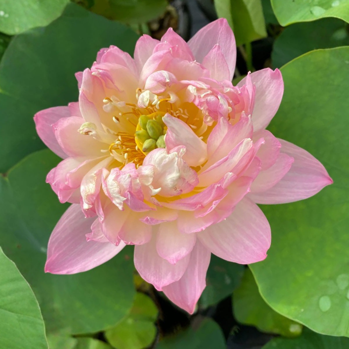 5+ Rare Seeds - Colorful Glow Lotus Seeds, Edible Seeds & Roots