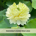 5+ Rare Seeds| Gwendolyn's Golden Glow Seeds – Sacred Indian Lotus (Nelumbo nucifera), Aquatic Perennial Water Plant, Fragrant Blooms, Edible Roots & Seeds, Egyptian Lotus, Ornamental Pond & Container Gardening#Q063