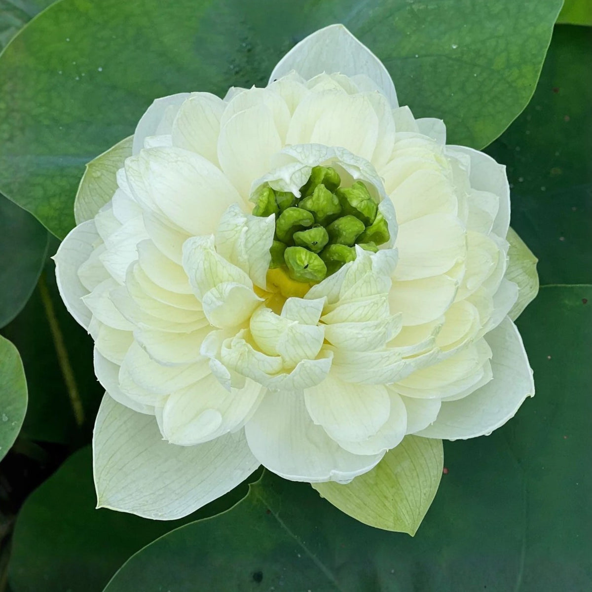 5+ Rare Seeds - Gwendolyn's Golden Glow Seeds